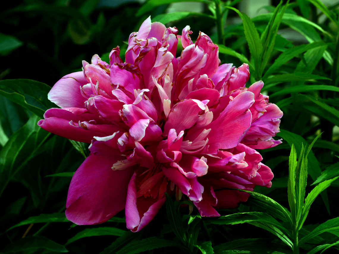 BLÜTEN