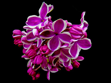 BLÜTEN