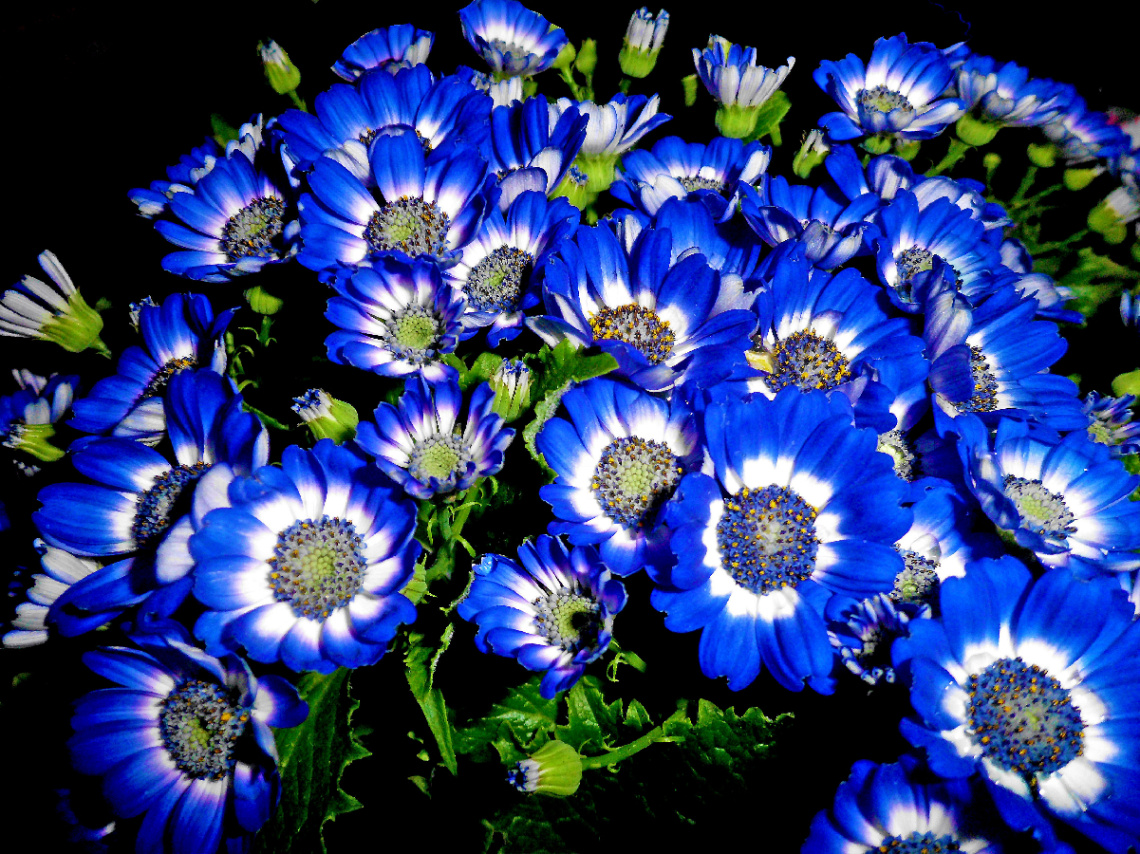 BLÜTEN