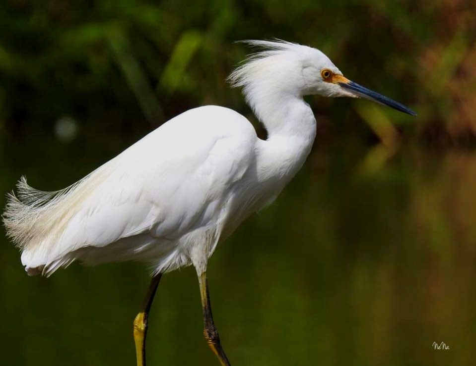 Garça branca pequena 