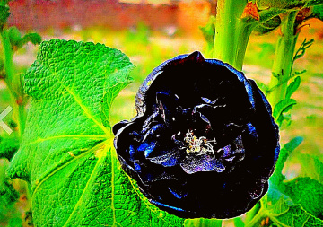 Nature is never short of innovations! 