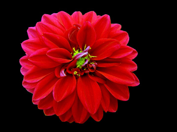 BLÜTE
