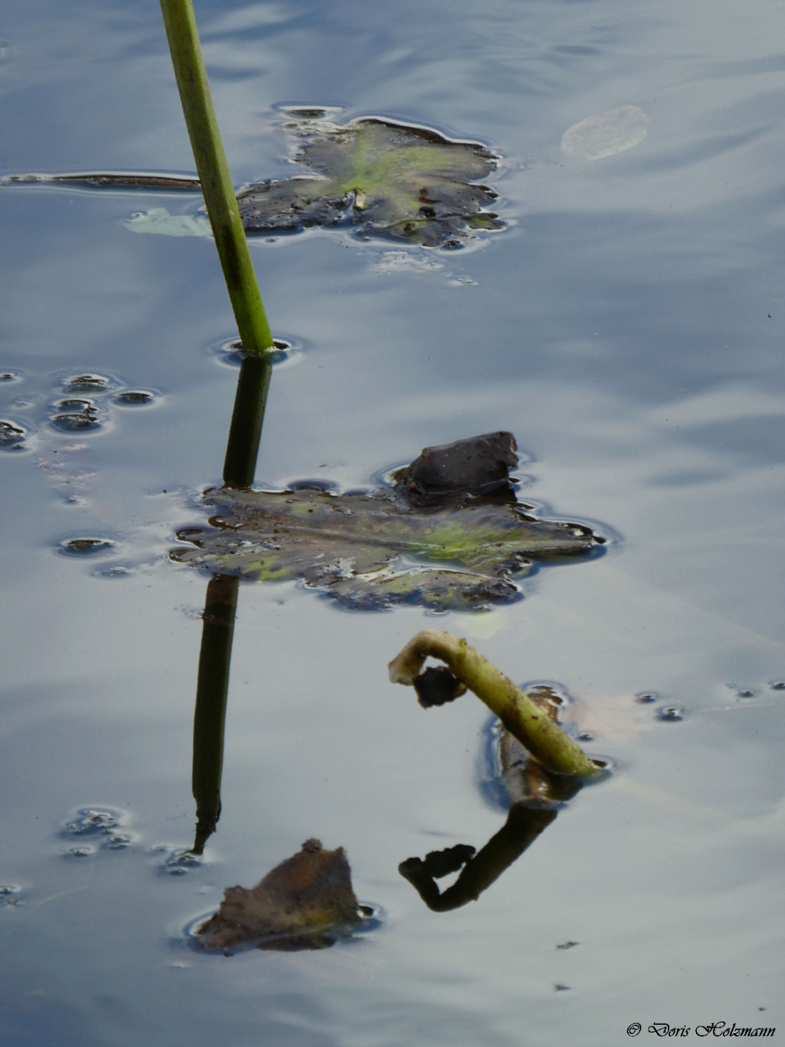Water lily stems and leaves