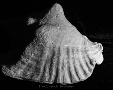 Black and White Conch