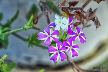 Musmutlu Yıllarınız Olsun