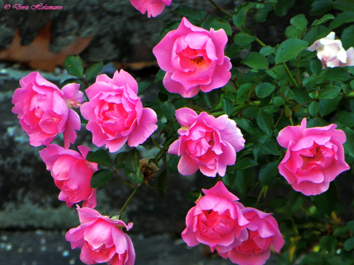 Mini roses