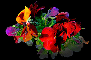 BLÜTEN