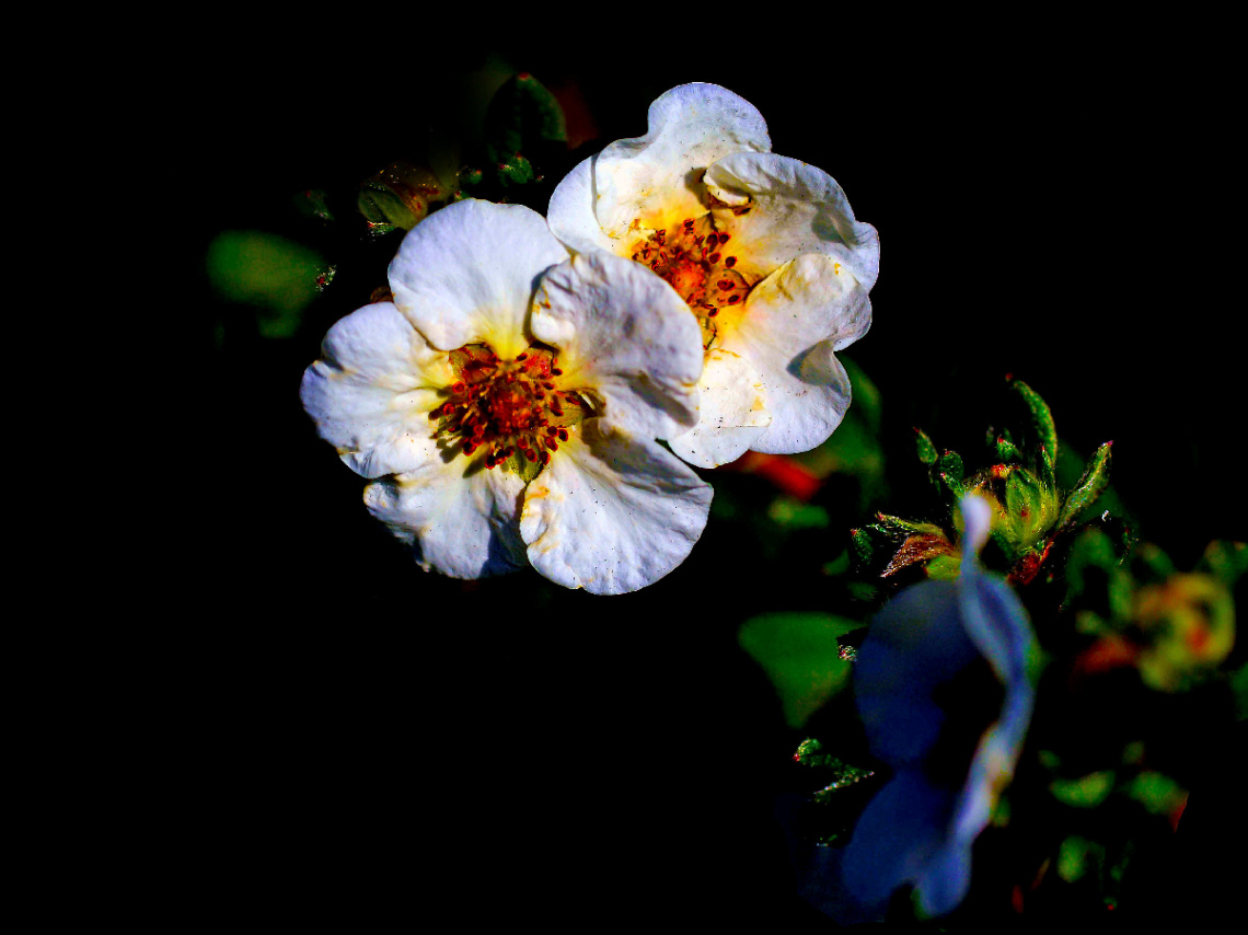 BLÜTEN