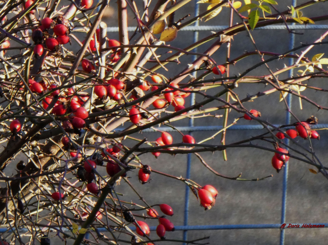 Rosehip bush