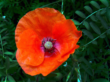 BLÜTE