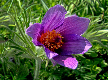 BLÜTE