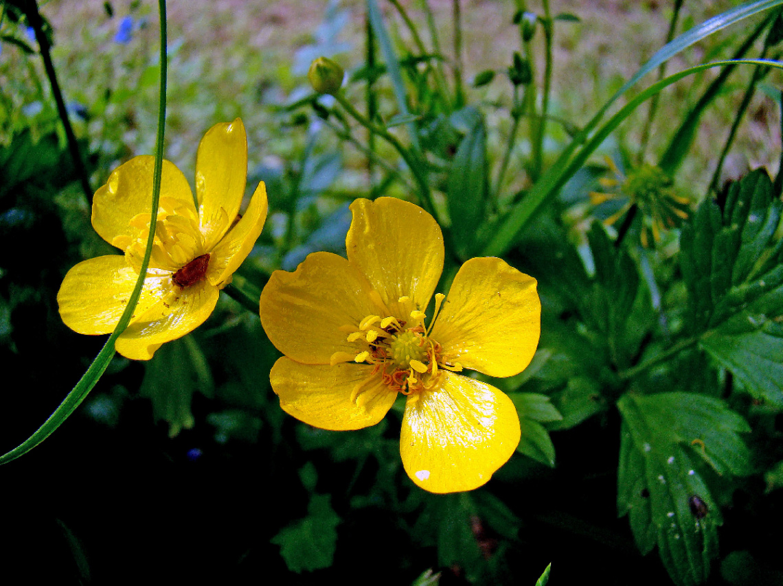 BLÜTEN