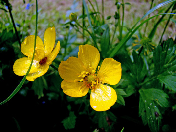 BLÜTEN