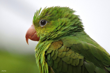 Periquito