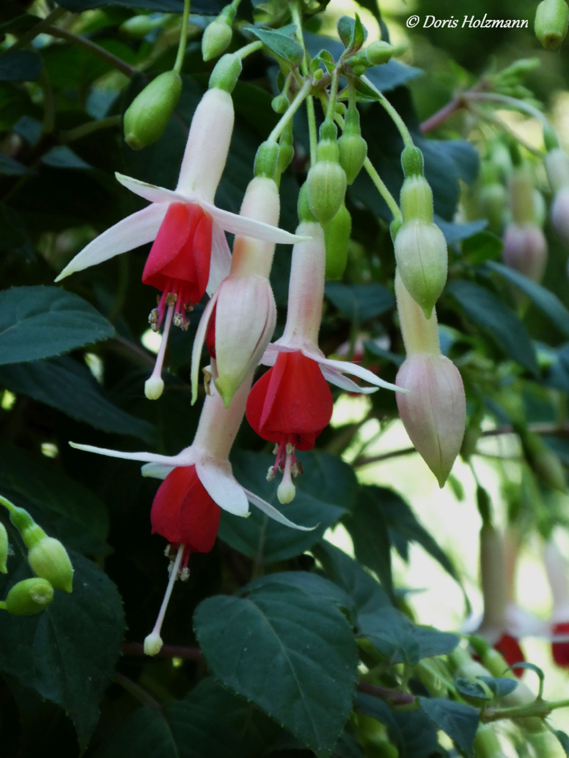 Fuchsia