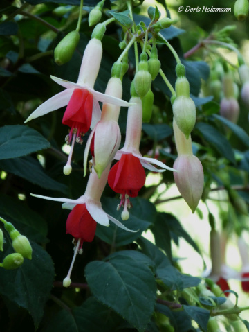 Fuchsia