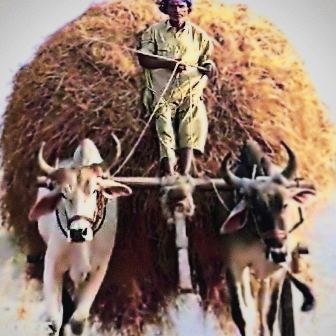Transporting hay to Barn