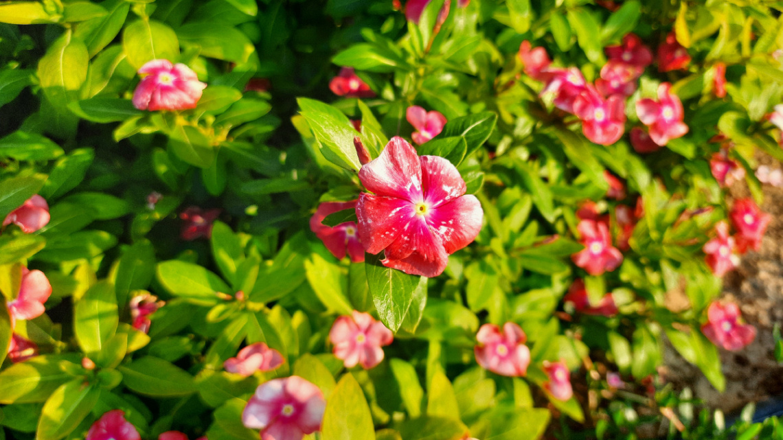 Egypt   - Cairo - good morning flowers 