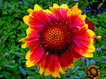 BLÜTE