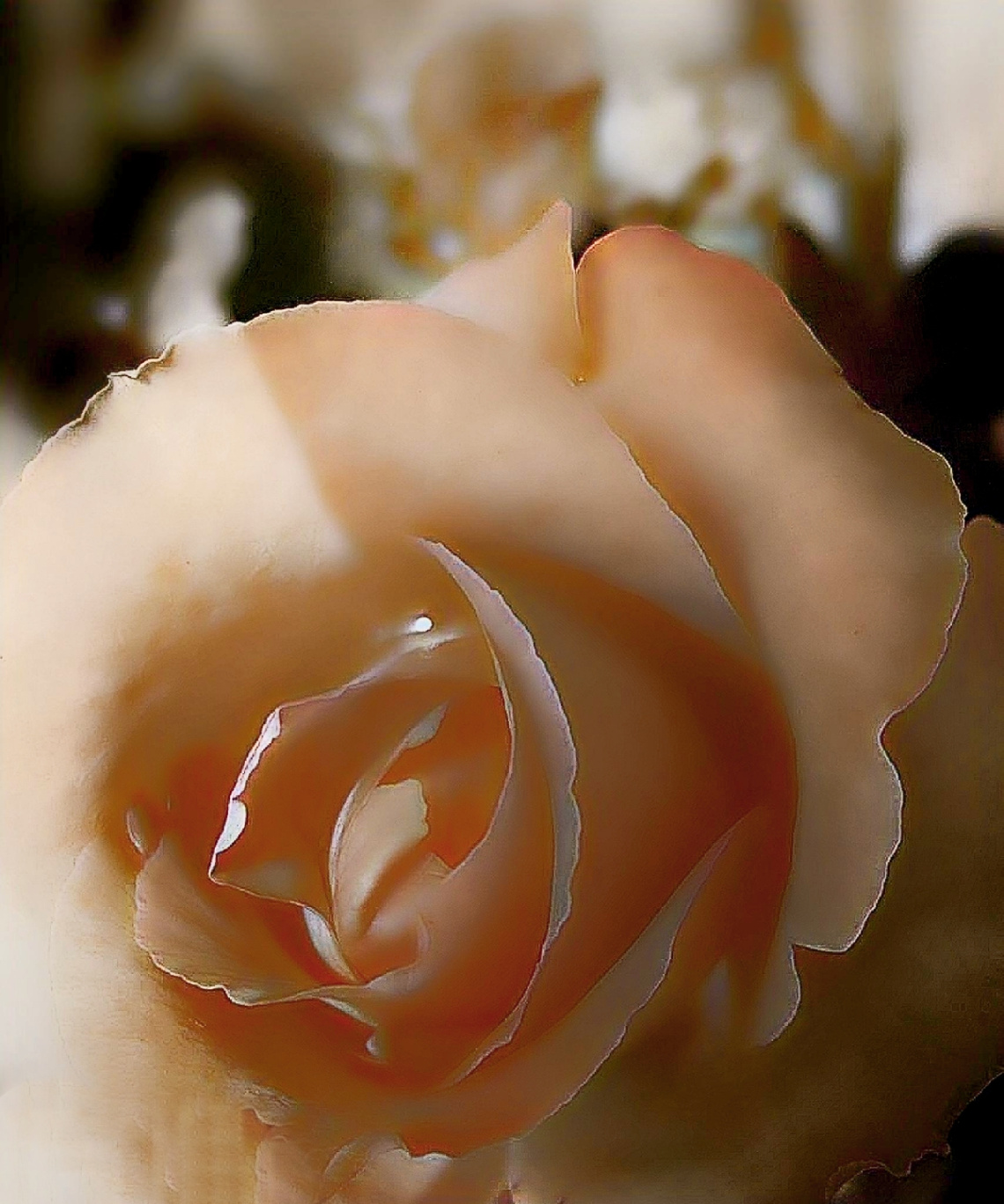 Delicate beauty ❤️❤️