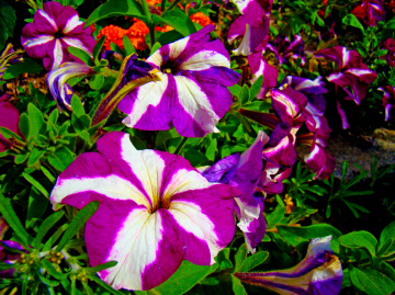 BLÜTEN