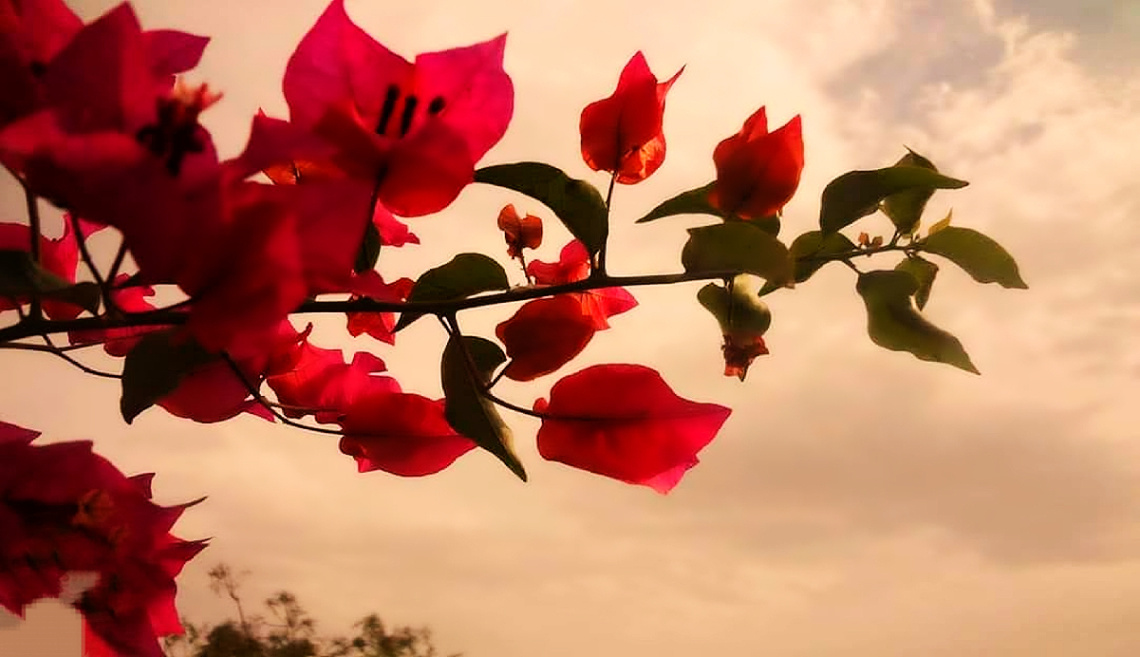 Bougainvillea 