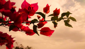 Bougainvillea 
