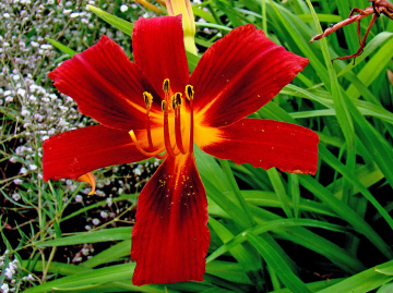 BLÜTE