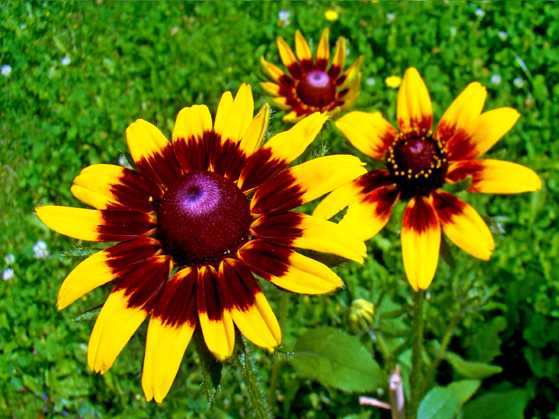 BLÜTEN