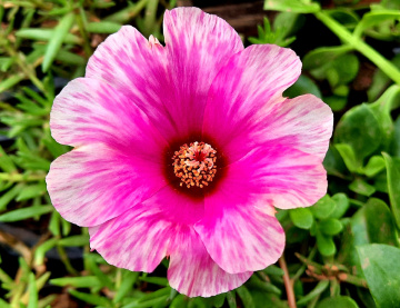 Flor