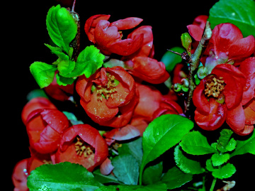 BLÜTEN