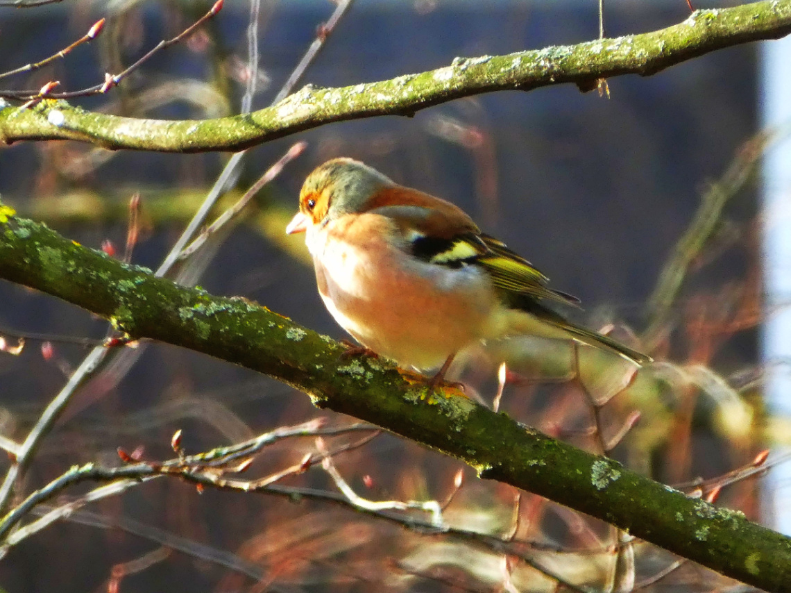 In the winter sun