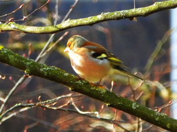 In the winter sun