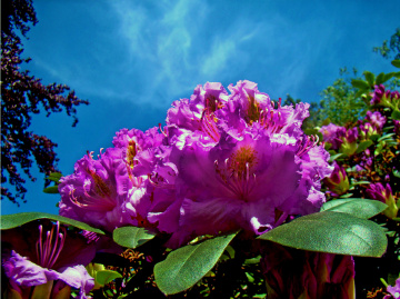 BLÜTEN
