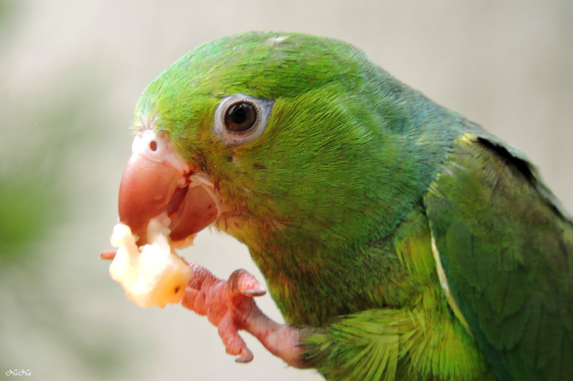 Comendo banana 