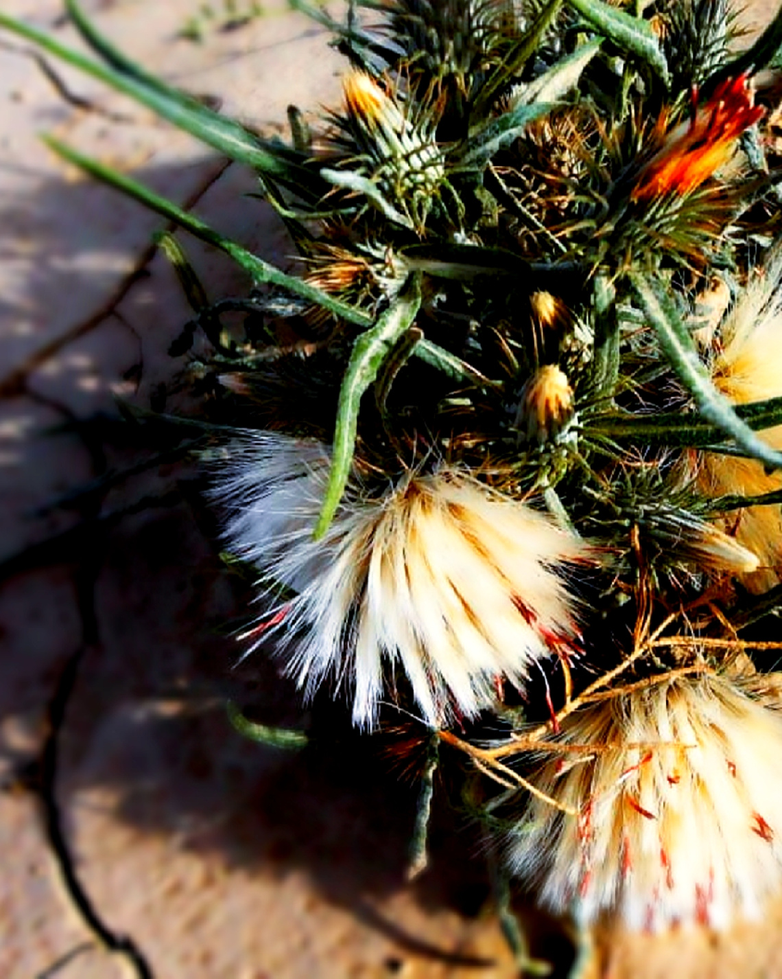 Thorny Beauty ❤️