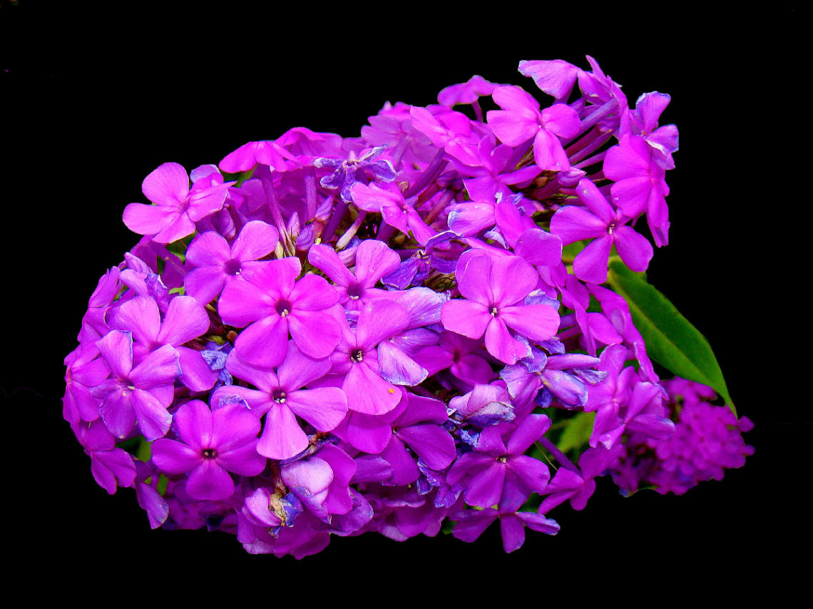 BLÜTEN