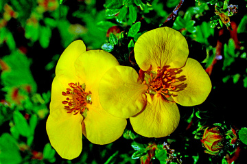 BLÜTEN