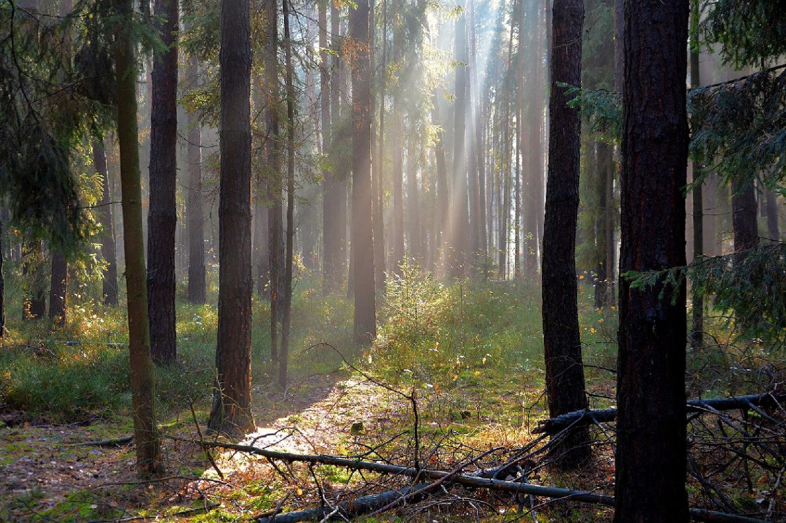 ... forest light