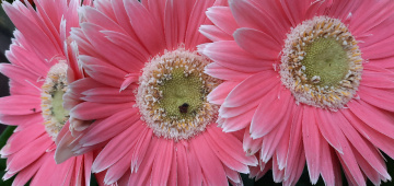 Flores