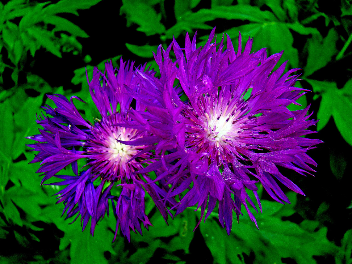 BLÜTEN