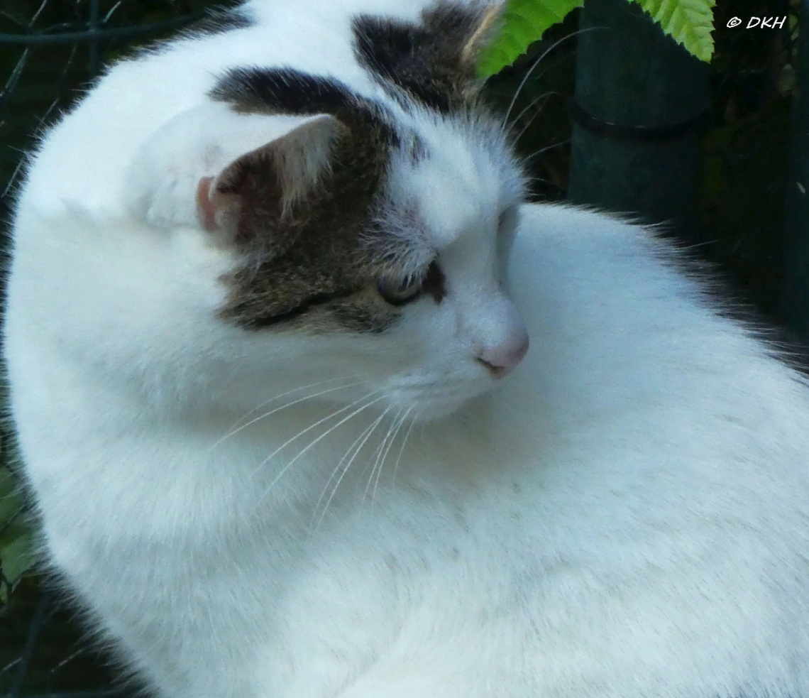 Neighbour's cat 