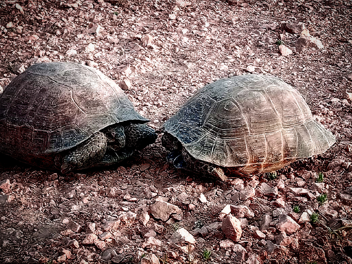 Buddies 