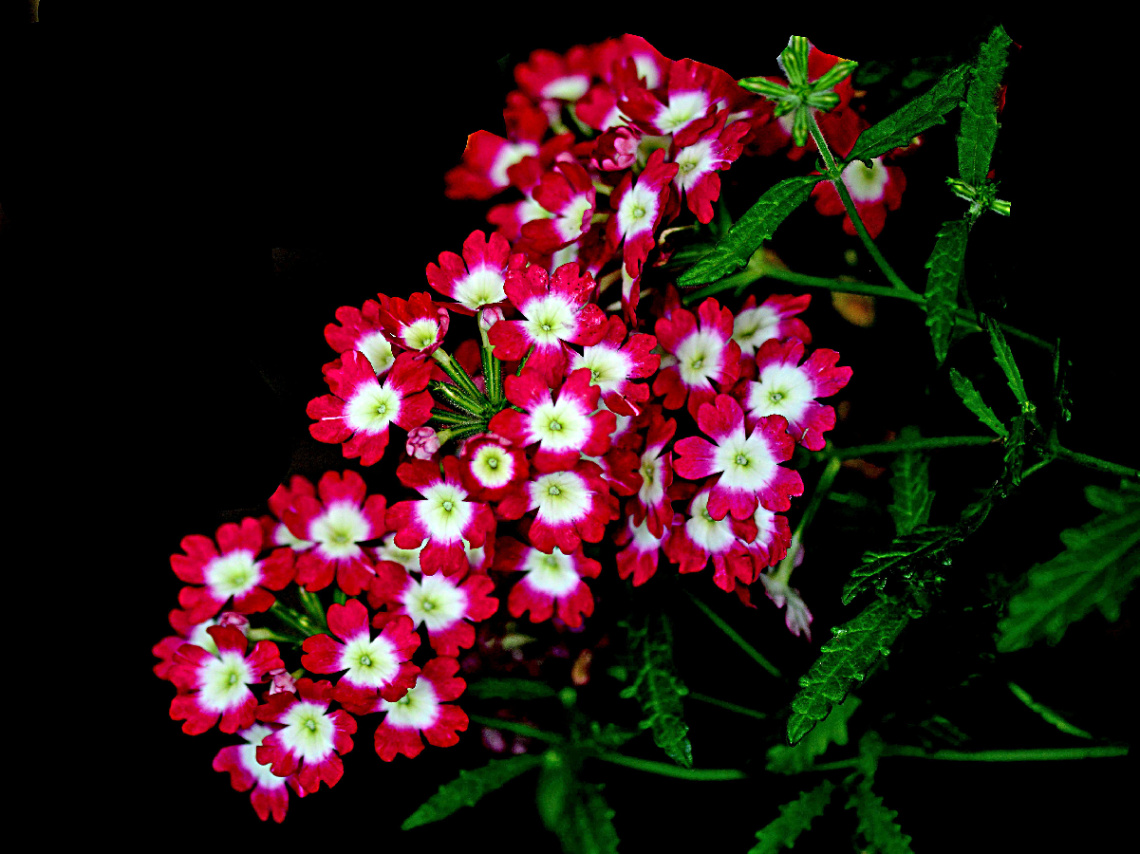 BLÜTEN