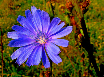 BLÜTE