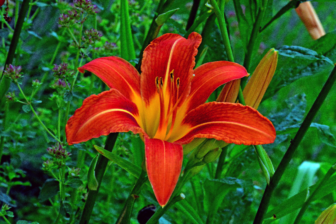 BLÜTE