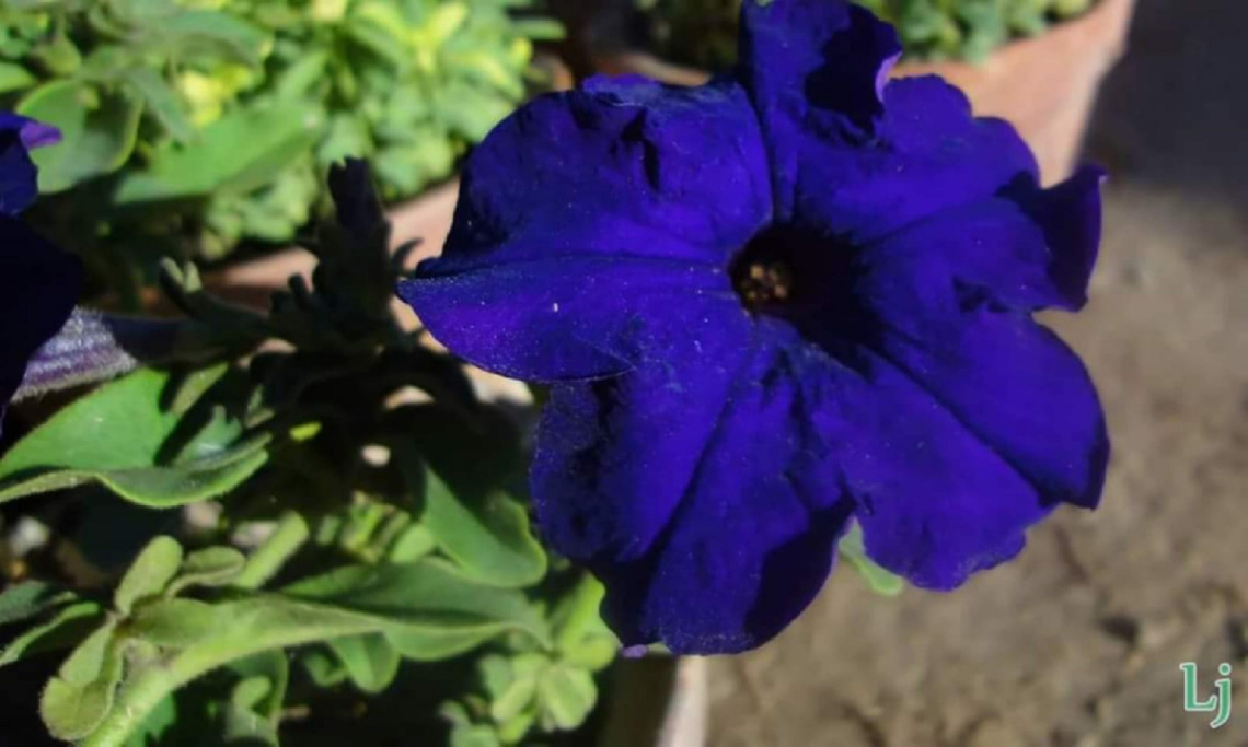 Blue princess 