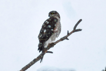 Atmaca