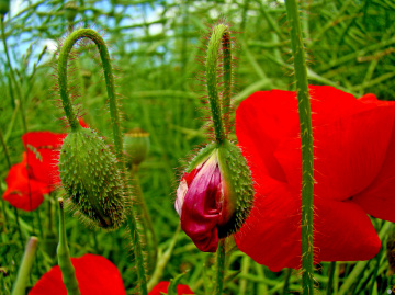 KNOSPEN