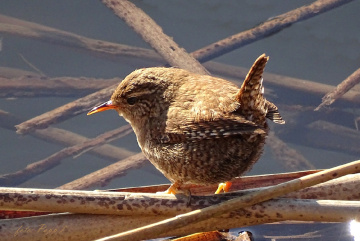 birdie.